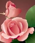 pic for Beautiful pink Rose